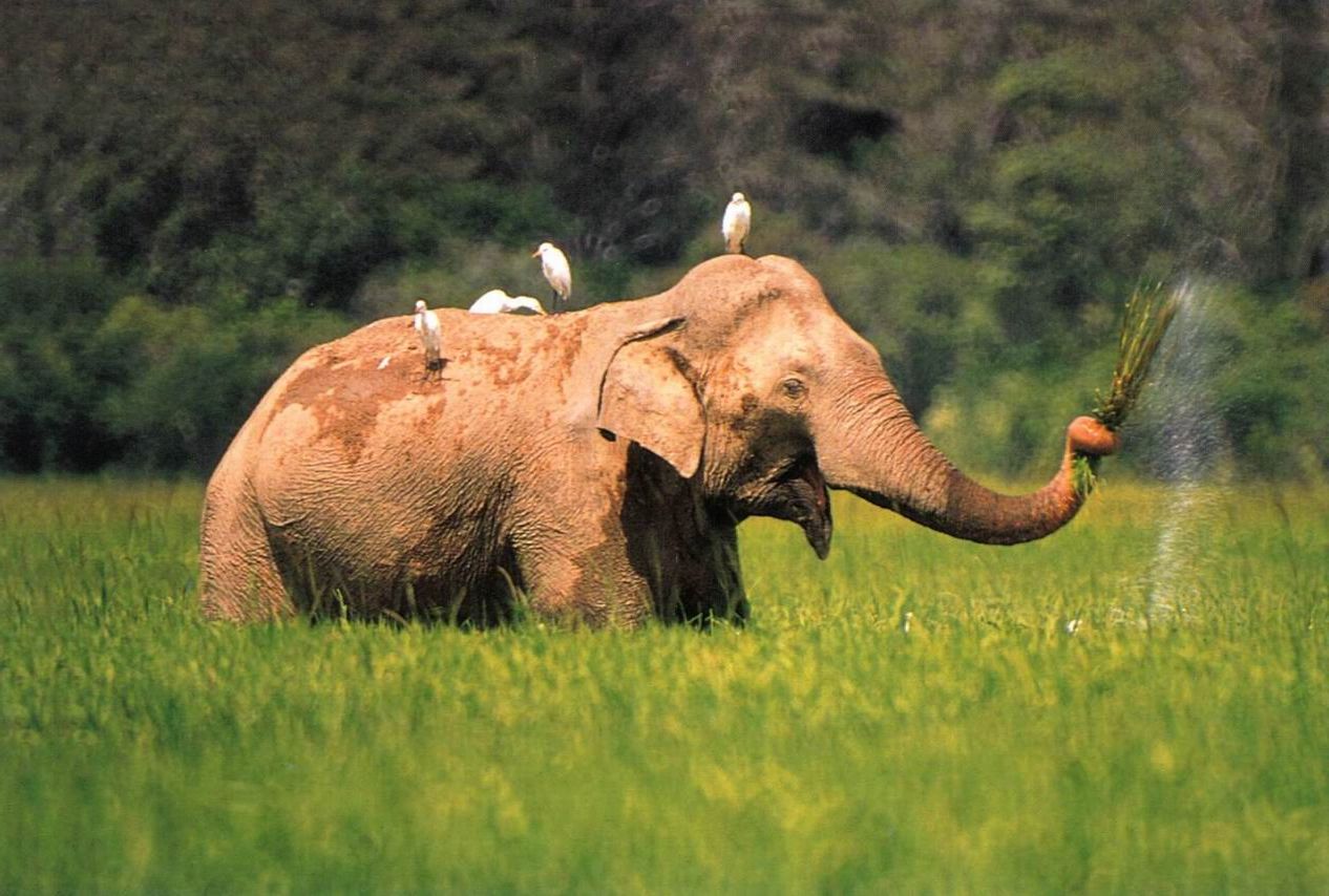 srilanka_elephant_20110502.jpg